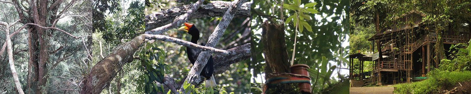 Conducting novel research in the tropical rainforest