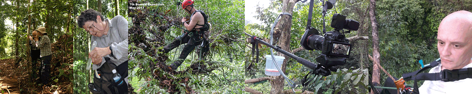 Working in tropical rain forest on all levels