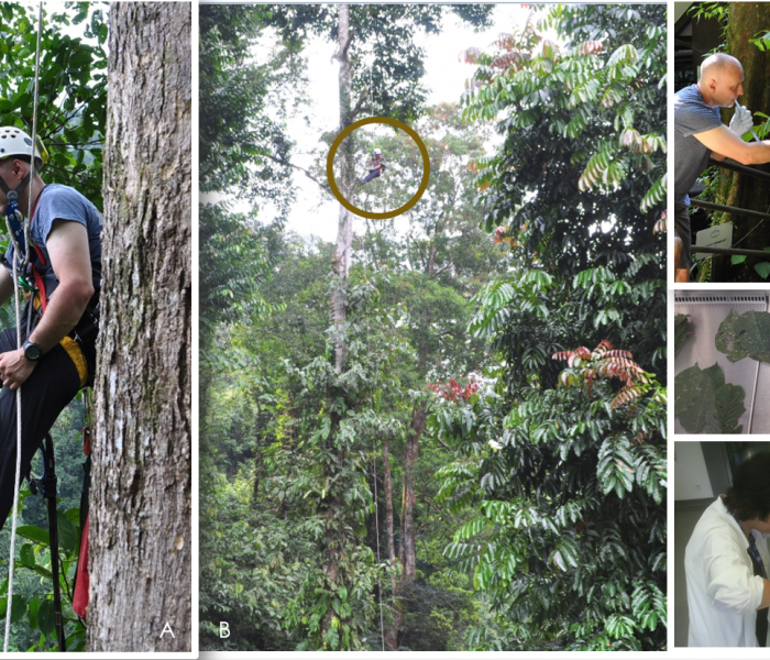 Figure 6. Sampling of YG COCY ants for microbiomic and metabolomis investigations. A and B – location of the sampling site in the canopy of the Dipterocarpaceae tree; KBFSC, Brunei; C – sampling of YG ants with custom-designed aspirator that allows large interior and sufficient ventilation for reduced mortality in uncaptured ants; D – leaf samples in sterile clean bench sorted for sampling (Vienna); E – sampling of phylloplane microbiome in VUT laboratory.
